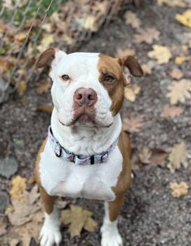 Rescue Pit Bull Terrier Dogs for Adoption in Houghton, Michigan - Daisy | PetCurious