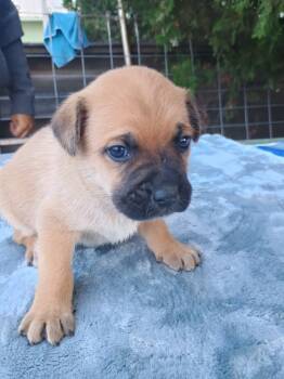 Rescue Pug and Australian Shepherd Dogs for Adoption in New Castle, Delaware - Neptune | PetCurious