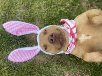 Pit Bull Terrier Dogs Available for Adoption in Dickson, Tennessee - Irish | PetCurious