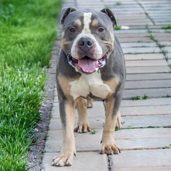 CHUNK -  American Bulldog Dog for Adoption in St. Louis, Missouri - CHUNK | PetCurious