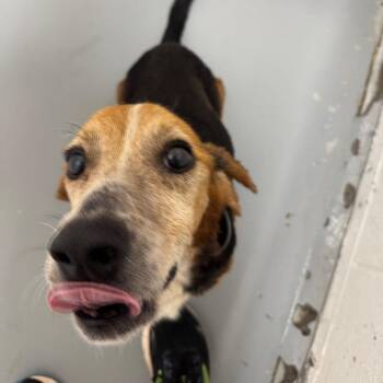 Ernie -  Beagle Dog for Adoption in Troy, Virginia - Ernie | PetCurious