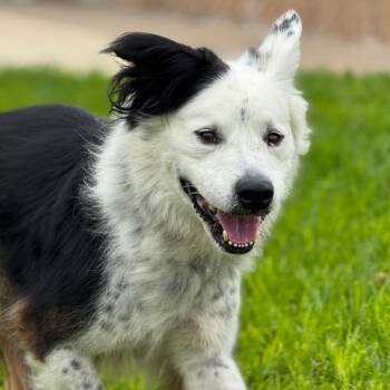 Rescue Border Collie and Mixed Breed Dogs for Adoption in Goleta, California - Chickies | PetCurious