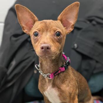 Mixed Breed Dogs Available for Adoption in West Olive, Michigan - Coco | PetCurious