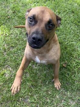 Ozzy Porter -  Boxer Dog for Adoption in Boston, Massachusetts - Ozzy Porter | PetCurious
