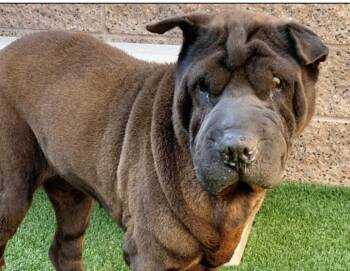 Please Save me - SHARLE - A552106 -  Shar Pei Dog for Adoption in San Marcos, California - Please Save Me - SHARLE - A552106 | PetCurious