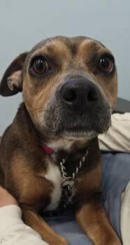 Lady Bug -  Mixed Breed Dog for Adoption in Wilmington, North Carolina - Lady Bug | PetCurious