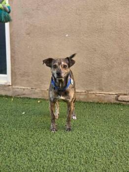 Netflix -  Chihuahua Dog for Adoption in Phoenix, Arizona - Netflix | PetCurious