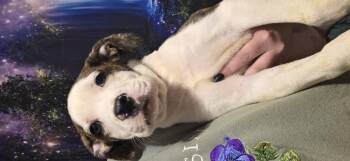 Rescue Pit Bull Terrier Dogs for Adoption in Evansville, Indiana - Nissan | PetCurious