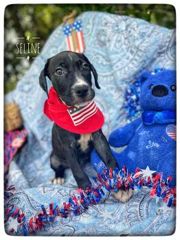 Seline -  American Bulldog and Pit Bull Terrier Dog for Adoption in Sebring, Florida - Seline | PetCurious