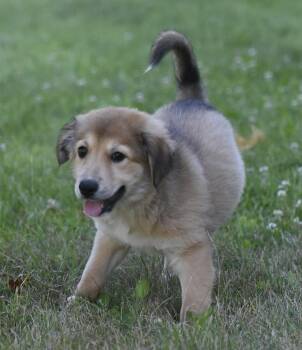 HAZEL -  Golden Retriever and Shepherd Dog for Adoption in Mechanicsburg, Pennsylvania - HAZEL | PetCurious