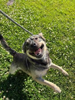 Shepherd and Norwegian Elkhound Dogs Available for Adoption in New Bern, North Carolina - Kirby | PetCurious