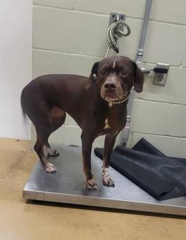 PIPER -  Pointer and Mixed Breed Dog for Adoption in Minneapolis, Minnesota - PIPER | PetCurious