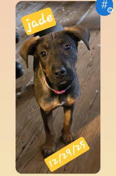 Doberman Pinscher and Black Labrador Retriever Dogs Available for Adoption - JADE | PetCurious