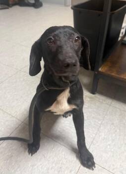 Henleigh -  Labrador Retriever Dog for Adoption in Sorrento, Louisiana - Henleigh | PetCurious