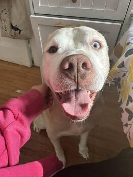 Porty -  Husky and Shar Pei Dog for Adoption in Rochester, New York - Porty | PetCurious