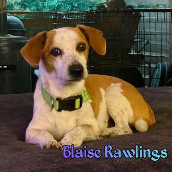 Dachshund and Beagle Dogs Available for Adoption in San Antonio, Texas - Blaise Rawlings | PetCurious