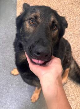 Rescue German Shepherd Dog Dogs for Adoption in West Hollywood, California - Clyde / Bonnie | PetCurious