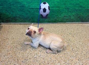 TATOR TOT -  French Bulldog Dog for Adoption in Doral, Florida - TATOR TOT | PetCurious