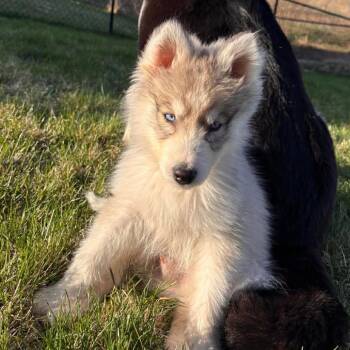 Siberian Husky Dogs Available for Adoption in Blaine, Minnesota - Aries | PetCurious