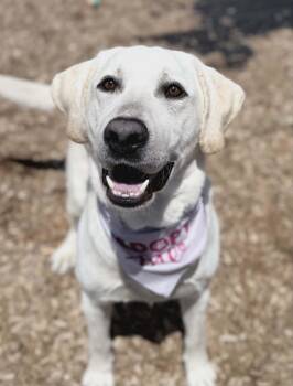 Joey -  Labrador Retriever Dog for Adoption in Fruit Heights, Utah - Joey | PetCurious