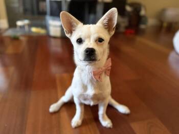 Karen -  Terrier Dog for Adoption in Sunnyvale, California - Karen | PetCurious