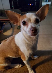 Miniature Pinscher Rescue Dogs for Adoption near San ...