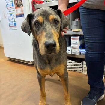 Who Dat Hank -  Terrier Dog for Adoption in Dallas, Texas - Who Dat Hank | PetCurious