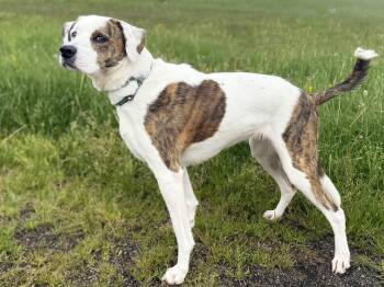 Hound Dogs Available for Adoption in Ashland, Ohio - Bailey | PetCurious