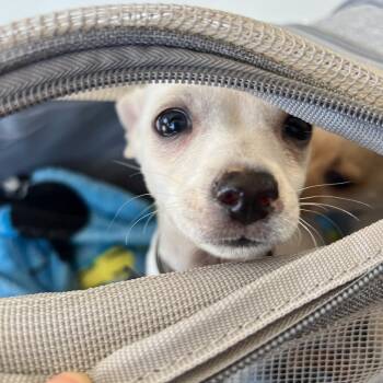 Venice -  Chihuahua Dog for Adoption in Los Angeles, California - Venice | PetCurious