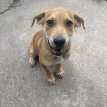 Jessie -  Mixed Breed Dog for Adoption in Duncan, Oklahoma - Jessie | PetCurious
