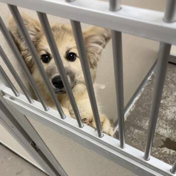 Athena -  Mixed Breed Dog for Adoption in Auburn, New Hampshire - Athena | PetCurious