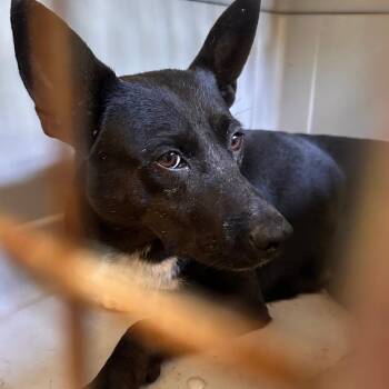 Violet -  Mixed Breed Dog for Adoption in Valley, Alabama - Violet | PetCurious