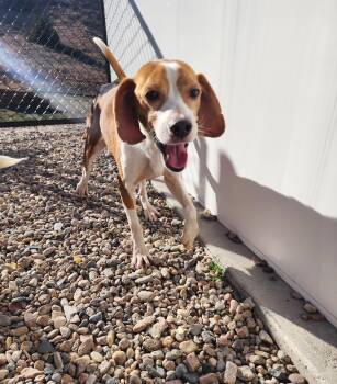 Rescue Beagle Dogs for Adoption in Hartville, Wyoming - Morrissey | PetCurious