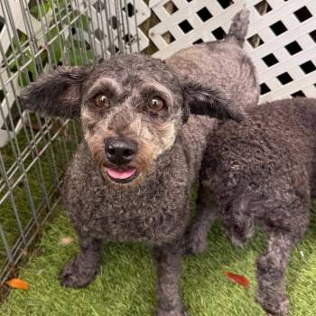 Gracie 7027 -  Poodle Dog for Adoption in Loxahatchee Groves, Florida - Gracie 7027 | PetCurious