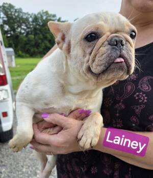 Lainey -  French Bulldog Dog for Adoption in Wheelersburg, Ohio - Lainey | PetCurious