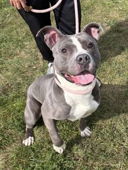 Jake -  Pit Bull Terrier Dog for Adoption in Winchester, Virginia - Jake | PetCurious