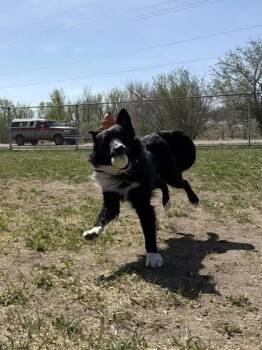 Border Collie and Mixed Breed Dogs Available for Adoption in Scottsbluff, Nebraska - Finn | PetCurious