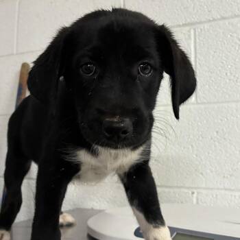 Kuromi -  Shepherd and Husky Dog for Adoption in Edinburg, Texas - Kuromi | PetCurious