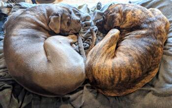 Rescue Cane Corso and Boxer Dogs for Adoption in Seattle, Washington - Blu & Brynn - Super Sweet Bonded Mastiffs | PetCurious