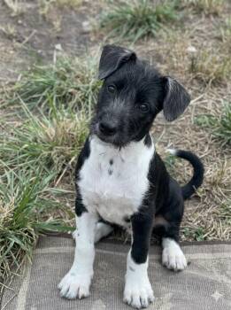 Terrier and Mixed Breed Dogs Available for Adoption in Corpus Christi, Texas - Katy | PetCurious