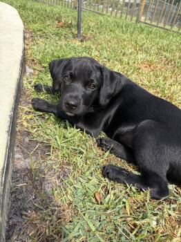 Labrador Retriever Dogs Available for Adoption in West Palm Beach, Florida - Elvis | PetCurious
