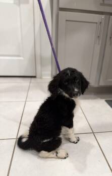 DD (DeeDee) -  Labradoodle Dog for Adoption in Maitland, Florida - DD (DeeDee) | PetCurious