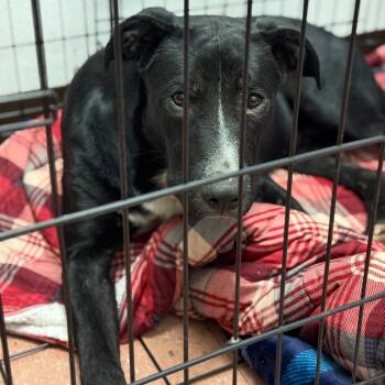 Rescue Pit Bull Terrier Dogs for Adoption in Fort Smith, Arkansas - Courage | PetCurious