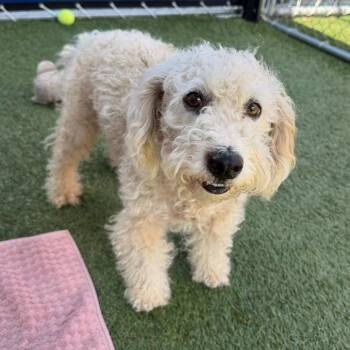 Cotton -  Poodle and Mixed Breed Dog for Adoption in Long Beach, California - Cotton | PetCurious