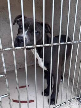 Pit Bull Terrier and Mixed Breed Dogs Available for Adoption in Oklahoma City, Oklahoma - A473880 | PetCurious
