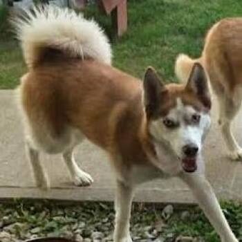 Husky Dogs Available for Adoption in Brooksville, Kentucky - Sugar | PetCurious