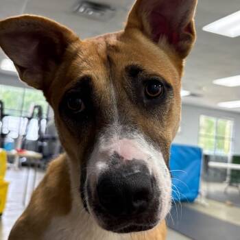 Bur -  Mixed Breed Dog for Adoption in Walker, Michigan - Bur | PetCurious
