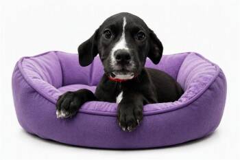 BALI -  Labrador Retriever and Mixed Breed Dog for Adoption in Fort Lauderdale, Florida - BALI | PetCurious