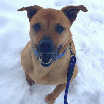 Labrador Retriever and Shar Pei Dogs Available for Adoption in Cheyenne, Wyoming - Artie | PetCurious