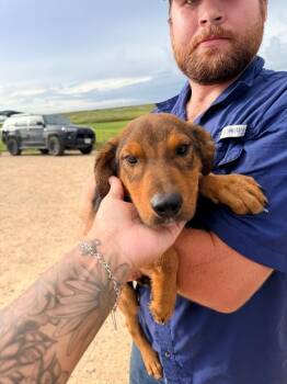 Fire Fly -  Doberman Pinscher and German Shepherd Dog Dog for Adoption in Rockport, Texas - Fire Fly | PetCurious
